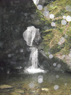 neglans fall