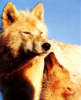 wolf