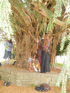taxus