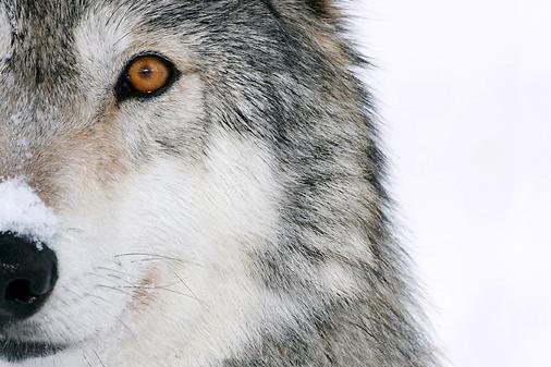 white wolf